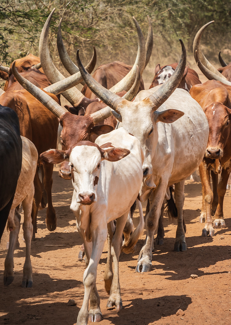 Ankole long-horn cattle, Uganda