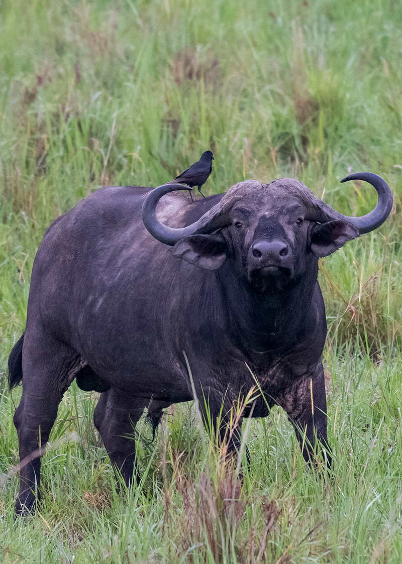 Buffalo in Uganda