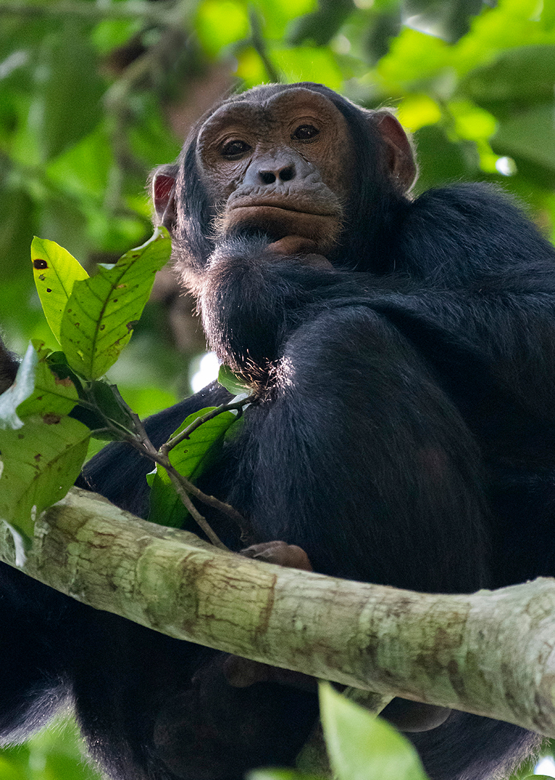 5 Days Uganda Primates Safari