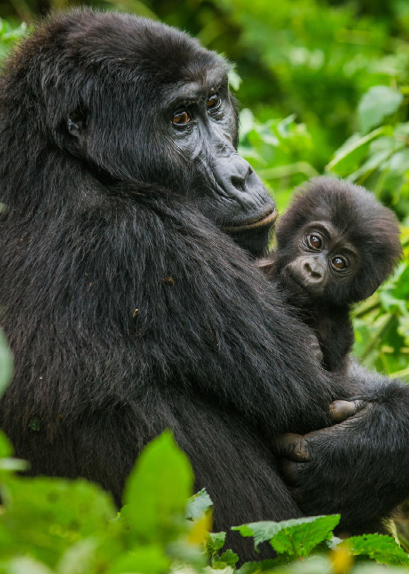 Mountain gorilla, Rwanda Volcanoes National Park