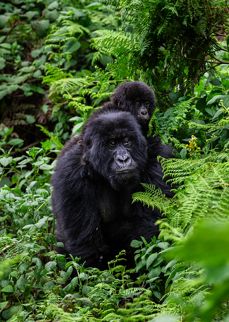 Mountain gorilla trekking Bwindi Uganda
