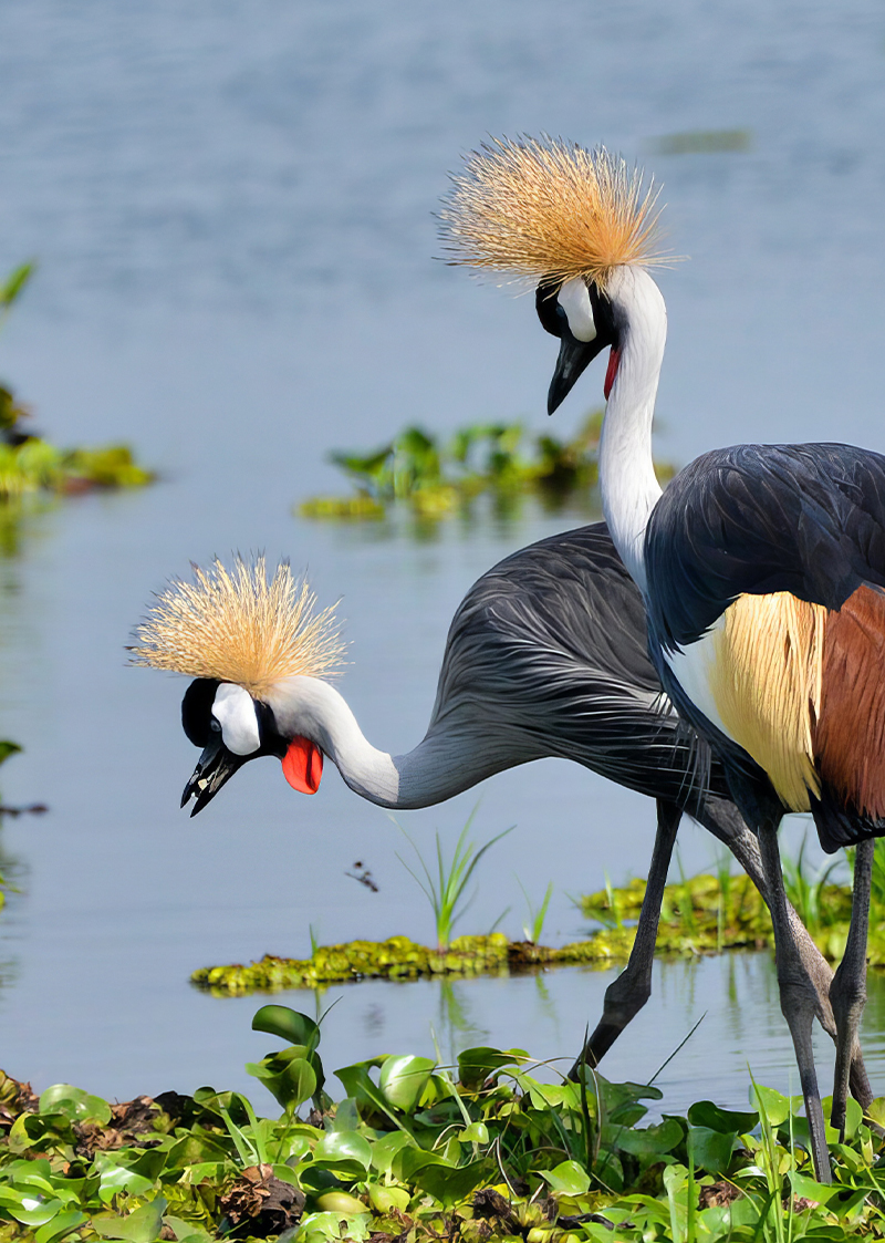 Grey crowned cranes Uganda wildlife