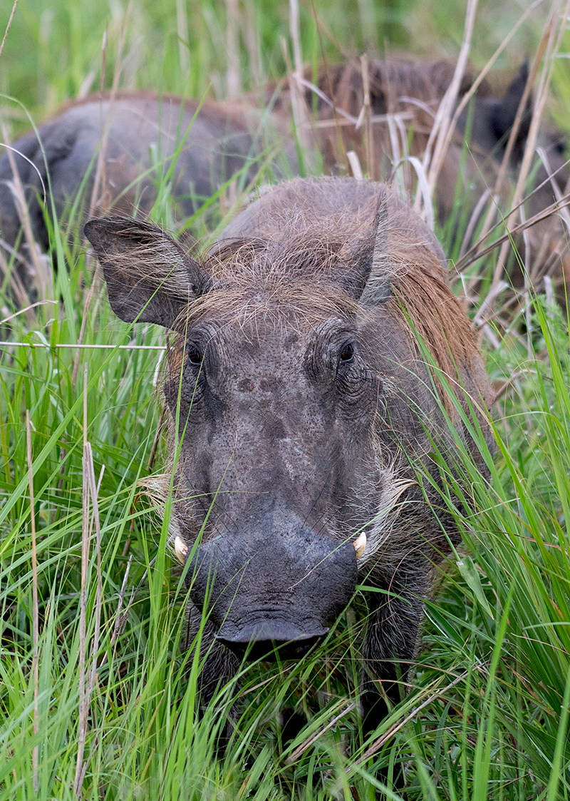 Planning a Honeymoon Safari in Uganda: A Complete Guide